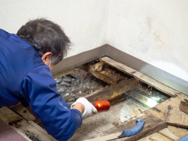 Best DIY Mold Remediation Support Services in Schenectady, NY