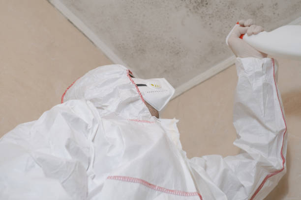 Best White Mold Remediation in Schenectady, NY